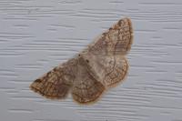 Stegania trimaculata