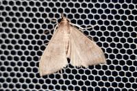 Mecyna asinalis