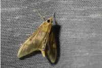 Circobotys butleri