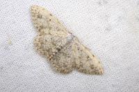 Scopula submutata roseonitens