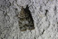 Eudonia mercurella