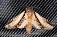 Pheosia tremula