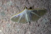 Palpita vitrealis