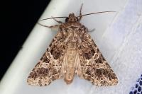 Hadena bicruris