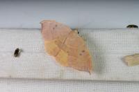 Watsonalla uncinula