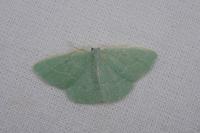 Xenochlorodes olympiaria