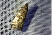 Assara terebrella