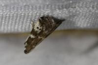 Assara terebrella
