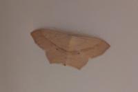 Scopula imitaria