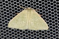 Phaiogramma
