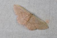 Idaea eugeniata