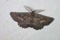 Nychiodes notarioi