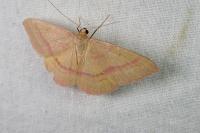 Rhodostrophia calabra