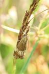 Chrysocrambus linetella