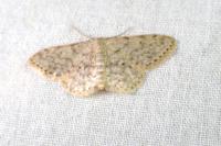 Scopula marginepunctata