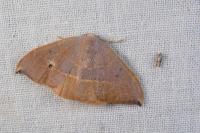 Watsonalla uncinula