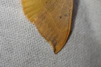 Watsonalla binaria