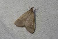 Mecyna asinalis