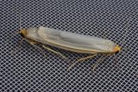Eilema caniola