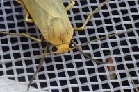 Indalia pygmaeola pallifrons