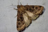Sideridis reticulata