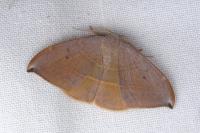 Watsonalla uncinula