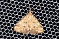 Tegostoma comparalis
