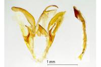 Catocala fulminea