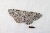Aethalura punctulata