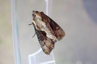 Lateroligia ophiogramma