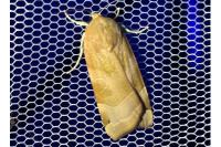 Noctua fimbriata