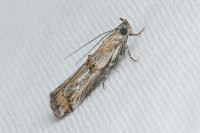 Asalebria florella