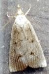 Calamotropha paludella