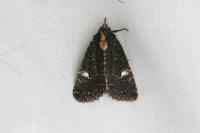 Mesapamea secalella/secalis