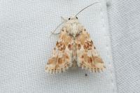 Eremobia ochroleuca