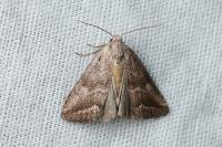 Phyllophila obliterata