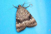 Amphipyra pyramidea