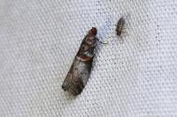 Acrobasis advenella
