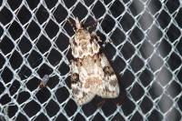 Eudonia delunella