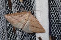 Petrophora chlorosata