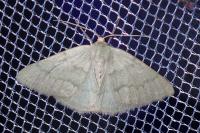 Pseudoterpna pruinata