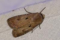 Agrotis exclamationis exclamationis