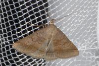 Zanclognatha lunalis