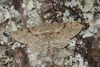 Peribatodes rhomboidaria rhomboidaria