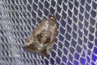 Elaphria venustula