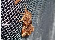 Callopistria juventina