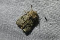 Brachylomia viminalis
