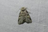 Brachylomia viminalis