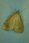 Anania crocealis