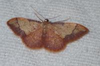 Idaea ostrinaria